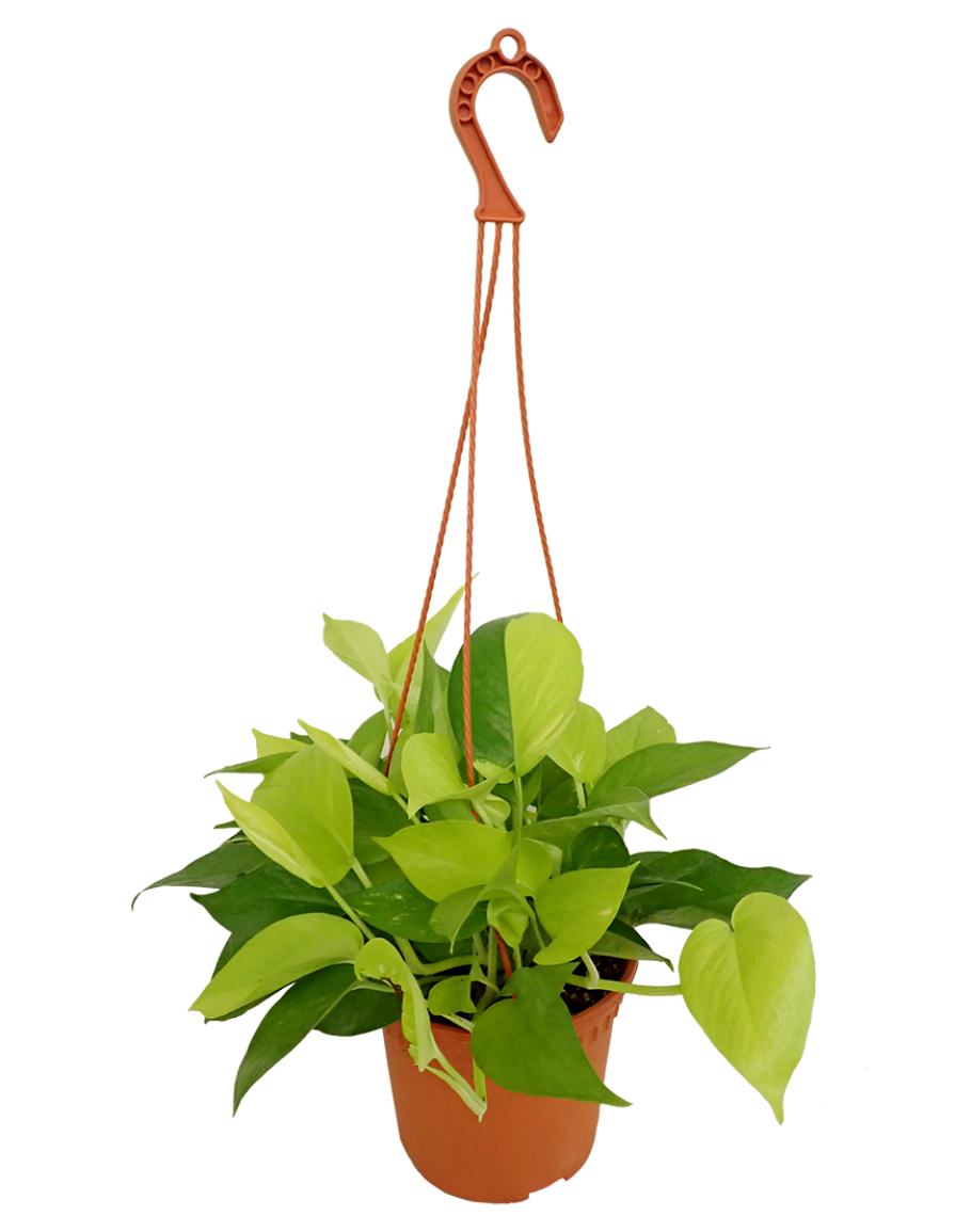 Money Plant Gold Hanging